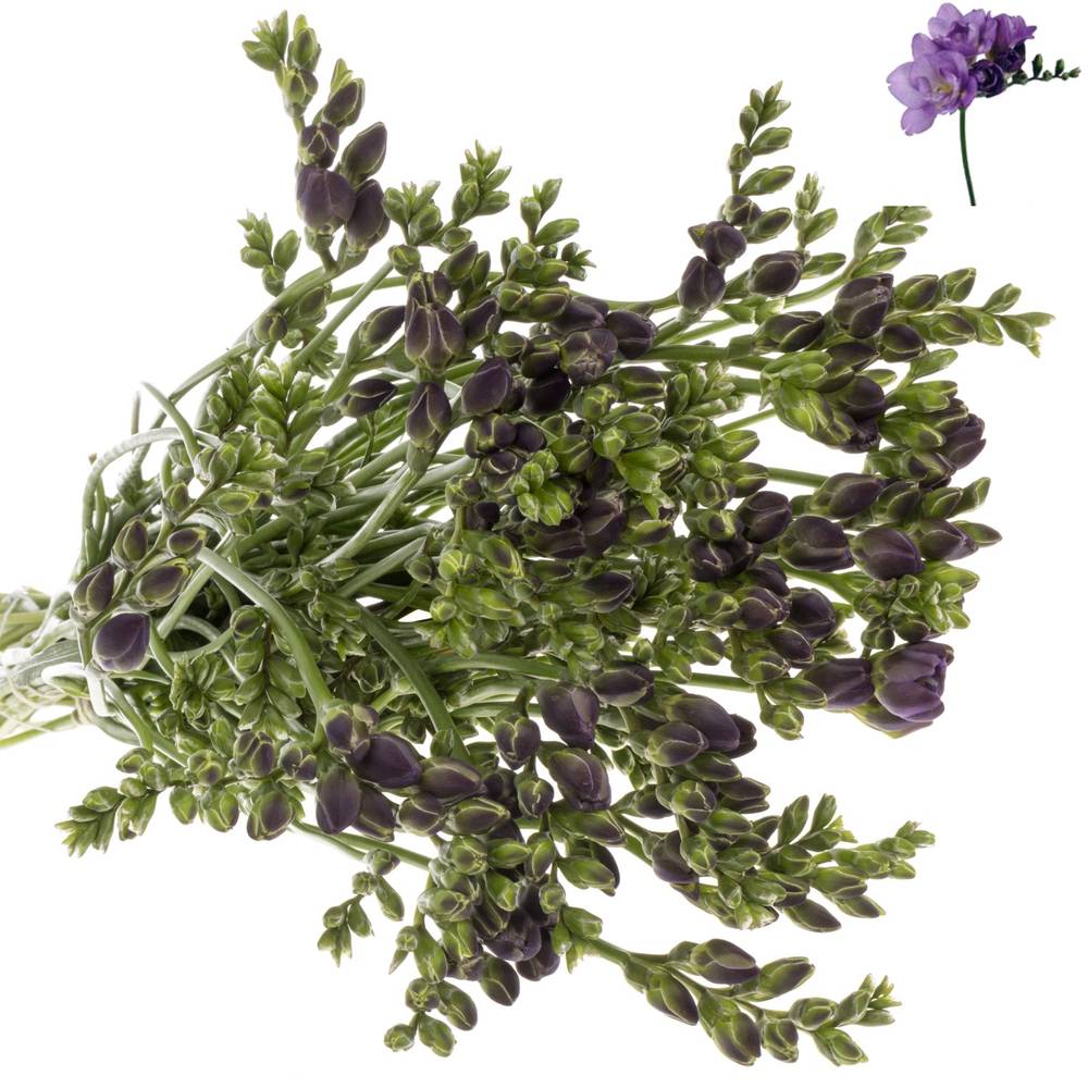 Freesie lila gefüllt Annecy 36 Gramm