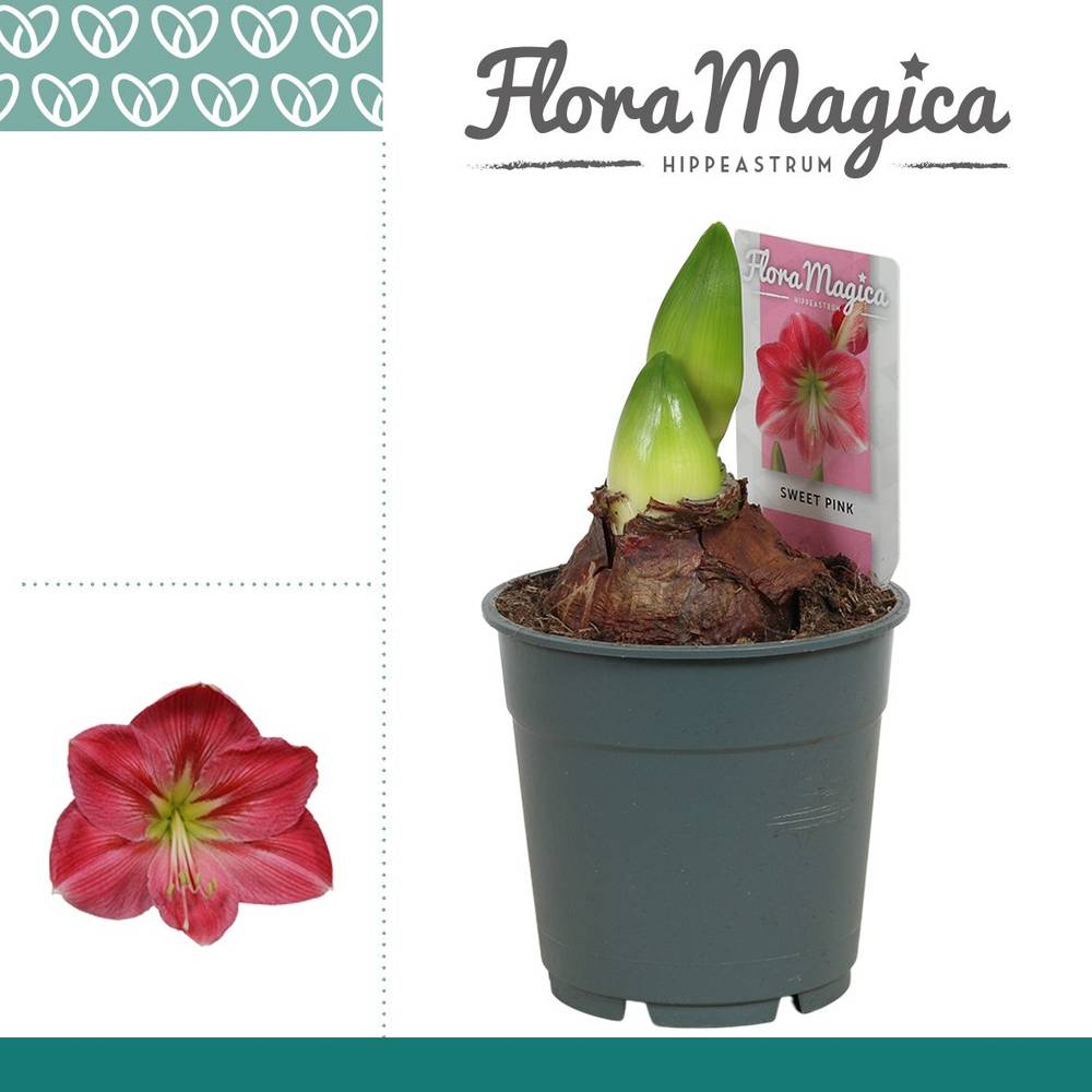 Amaryllis 2er rosa 112198RZ T12 H025