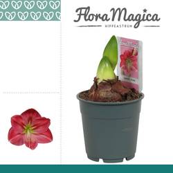 Amar.2er rosa 112198RZ T12 H025