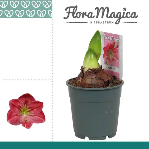 Amaryllis 2er rosa 112198RZ T12 H025
