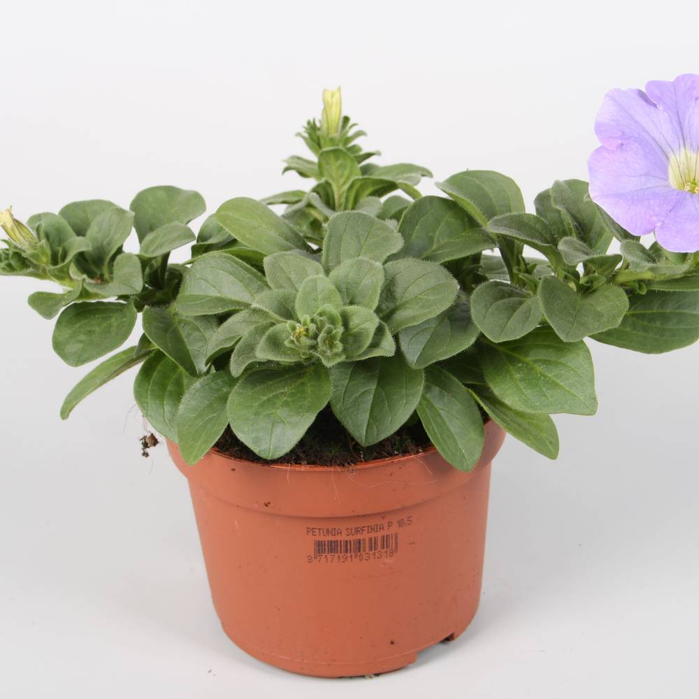 Petunia Surfinia milka T10,5 H022