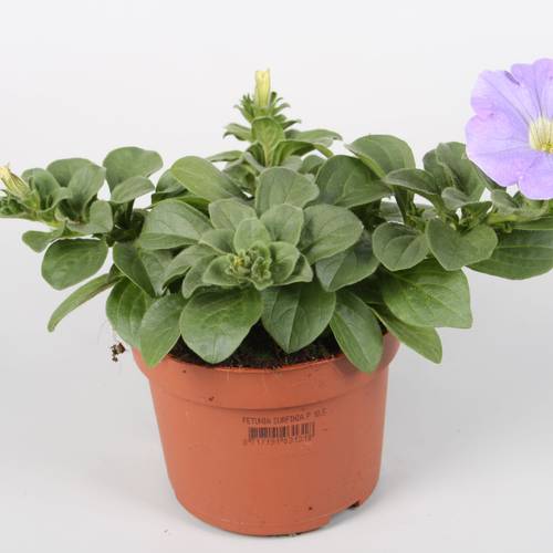 Petunia Surfinia milka T10,5 H022