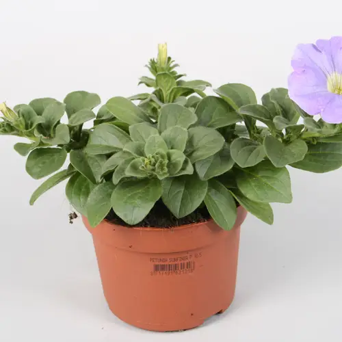 Petunia Surfinia milka T10,5 H022
