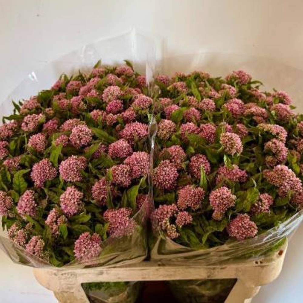 Eupatorium rosa dunkel can plenum 80cm