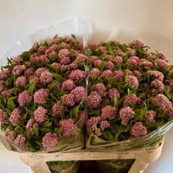 Eupatorium rosa dunkel can plenum 80cm