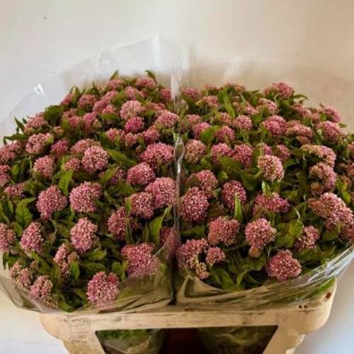Eupatorium rosa dunkel can plenum 80cm