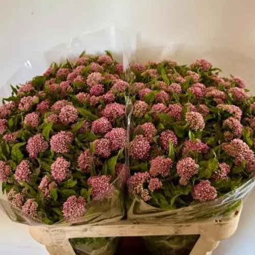 Eupatorium rosa dunkel can plenum 80cm