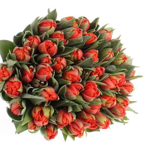 Tulpe orange doppel Hermitage 28 Gramm