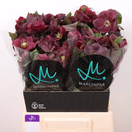 Helleborus weinrot Classic One 45cm