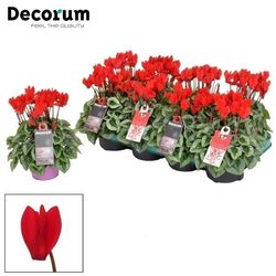 Cycl.rot Picasso T11 H25