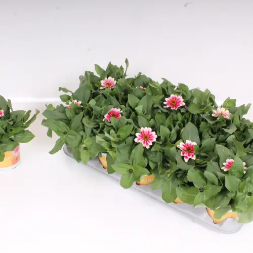 Zinnia rosa T12 H30