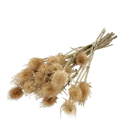 Trocken Cardistella natur L55cm x10