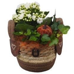 Kal.Arr PTHI3294 Herbst T13 H018