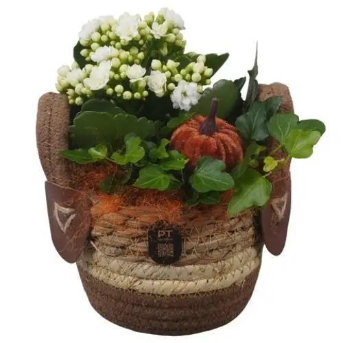 Kal.Arr PTHI3294 Herbst T13 H018