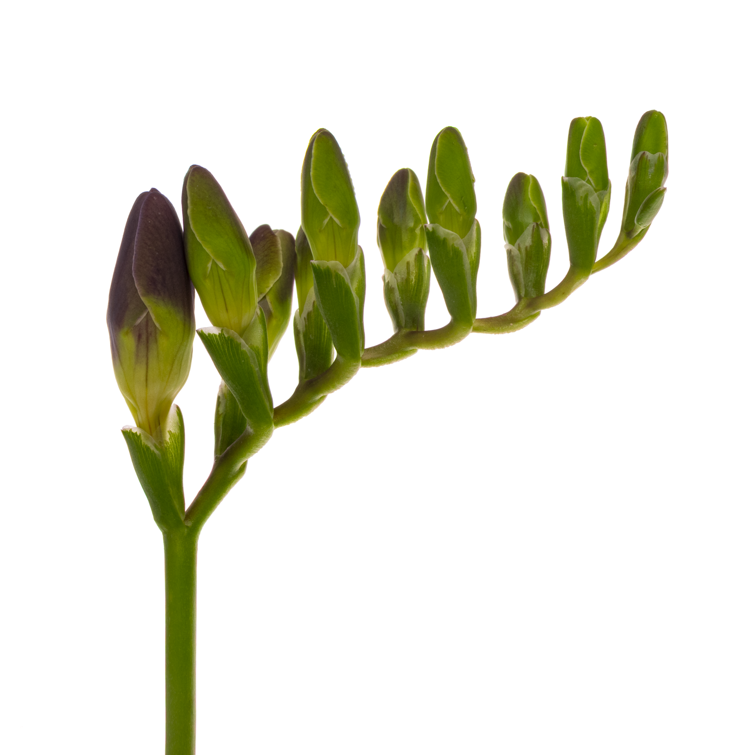 Freesie blau Castor 18 Gramm