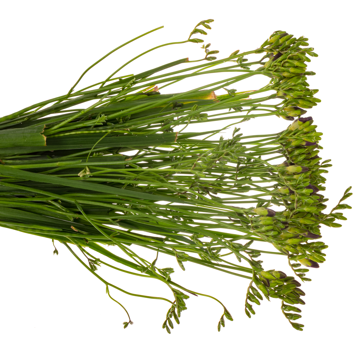 Freesie blau Castor 18 Gramm