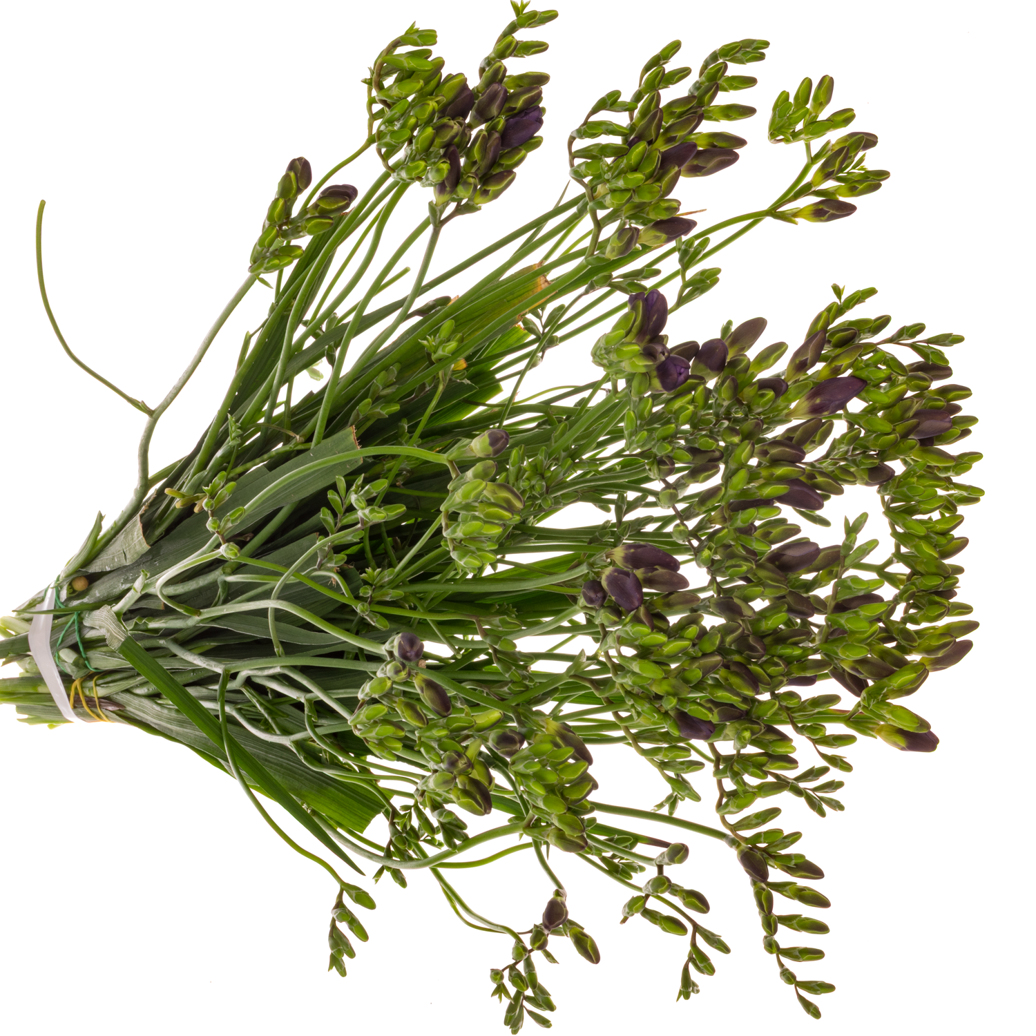 Freesie blau Castor 18 Gramm