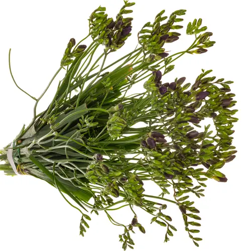 Freesie blau Castor 18 Gramm