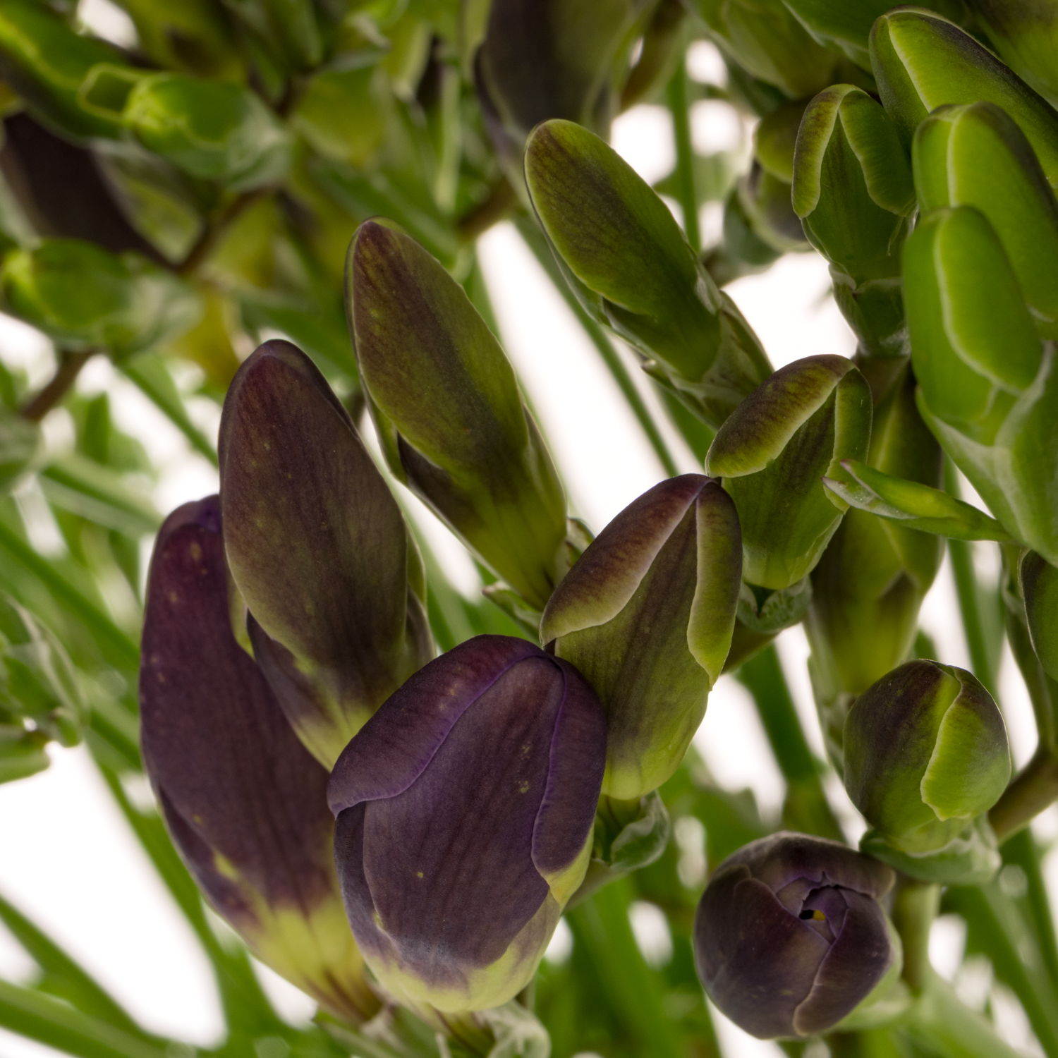 Freesie blau Castor 18 Gramm