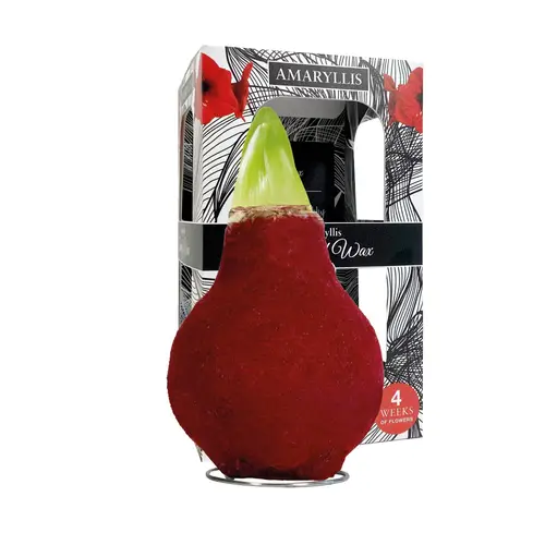 Amar.Bol Wachs rot im Giftbox rote Bl. 30cm H016