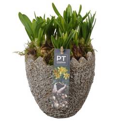 Narzis.Arr PTNP4477 Ostern T14 H018