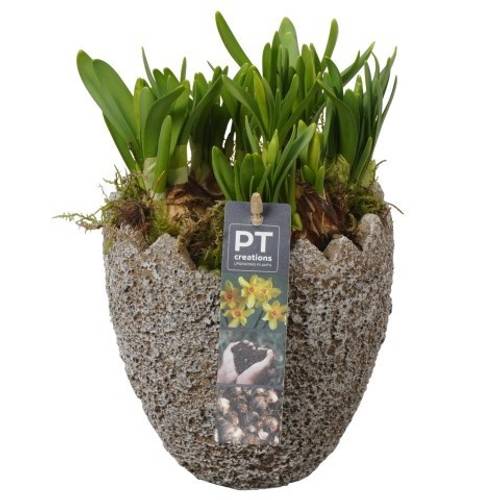 Narzis.Arr PTNP4477 Ostern T14 H018