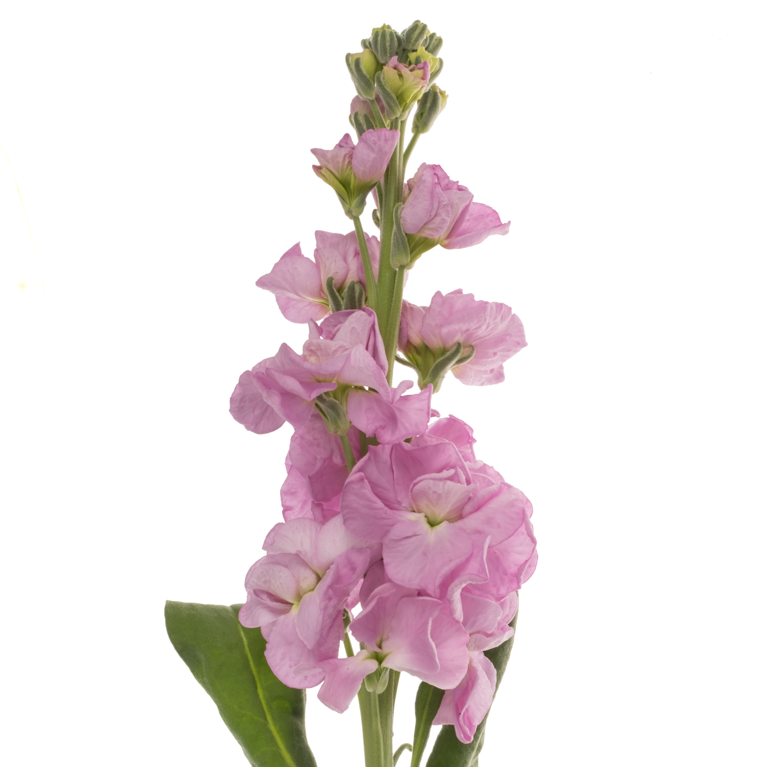 Levkoje fuchsia Iron Pink 70cm