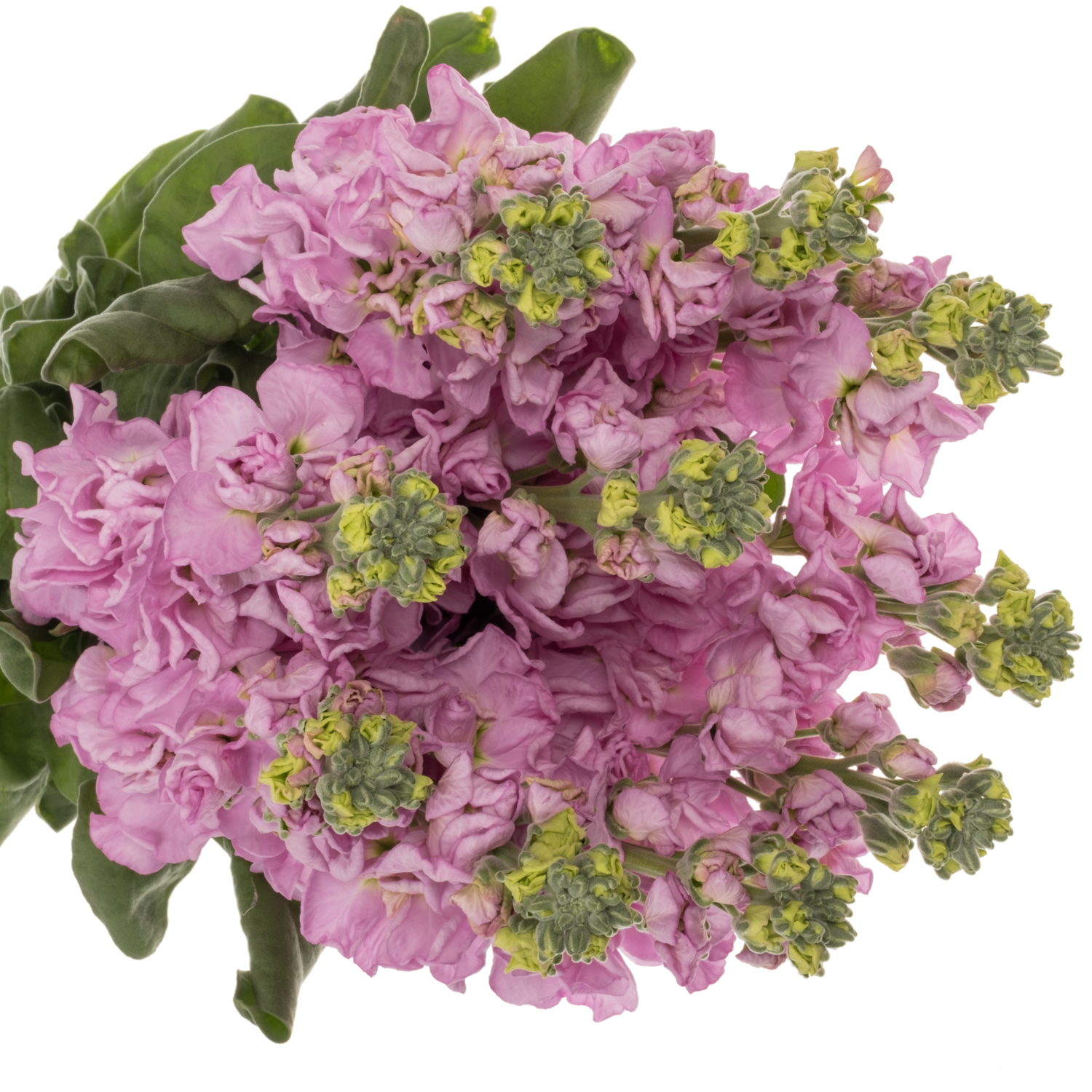 Levkoje fuchsia Iron Pink 70cm