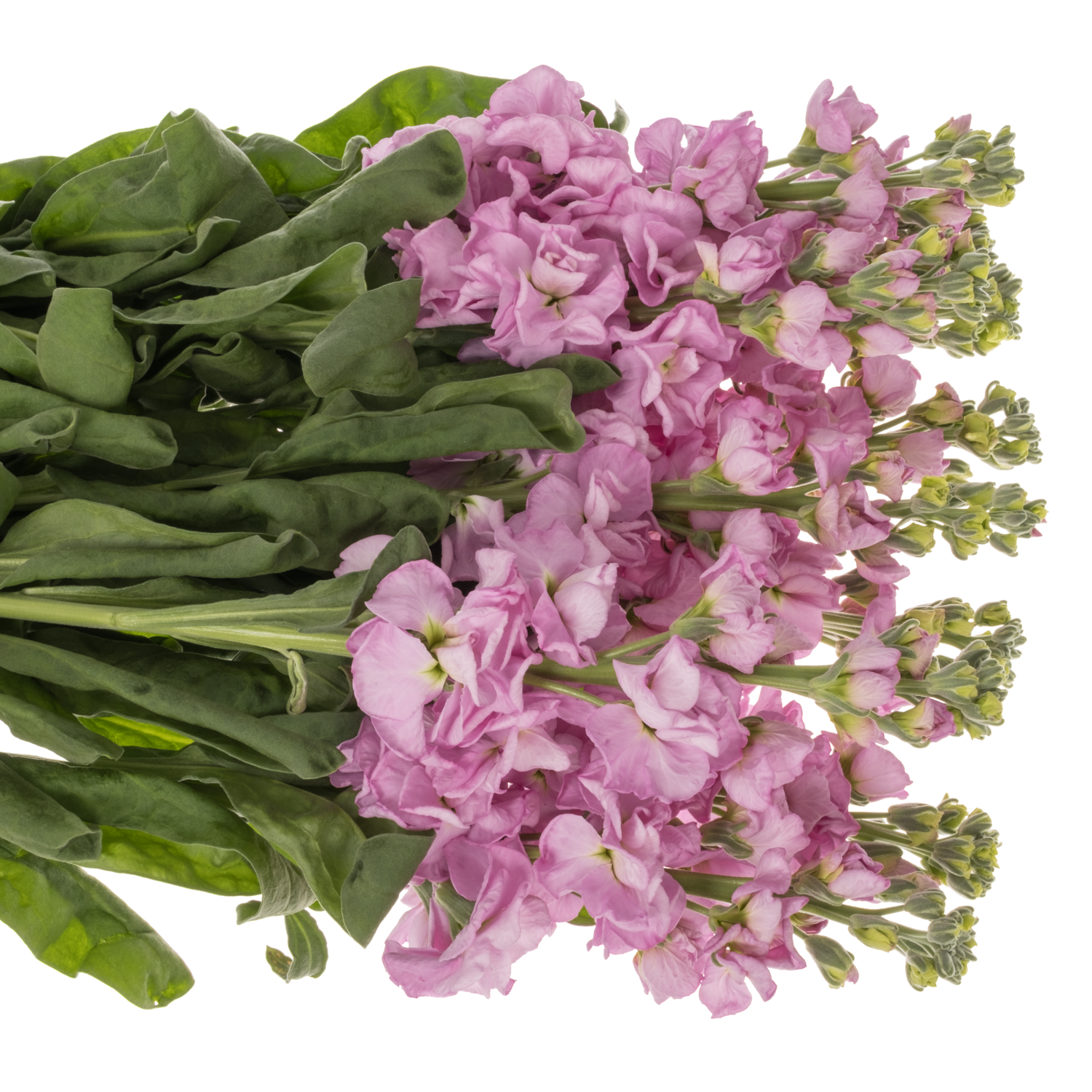 Levkoje fuchsia Iron Pink 70cm