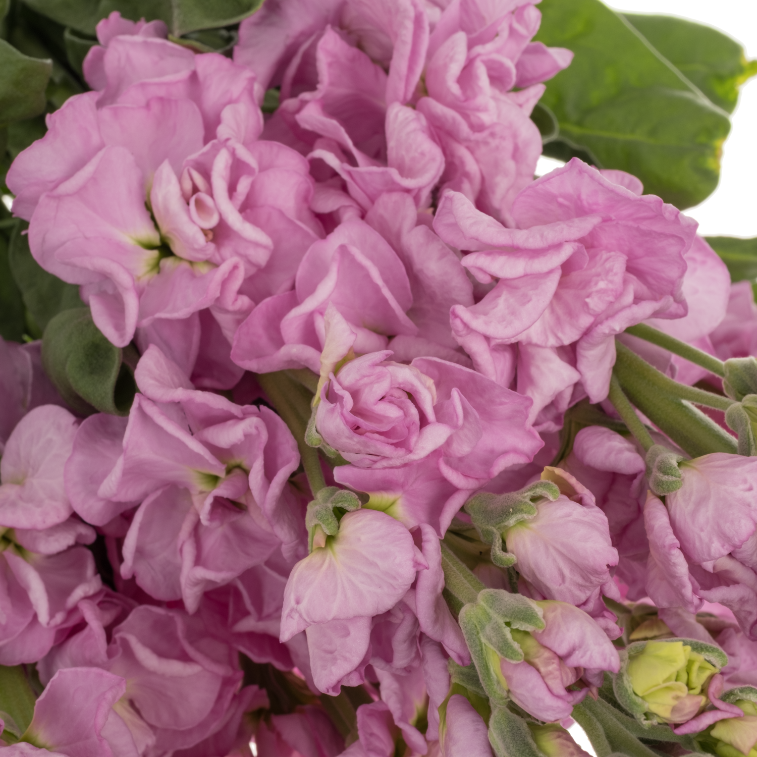 Levkoje fuchsia Iron Pink 70cm