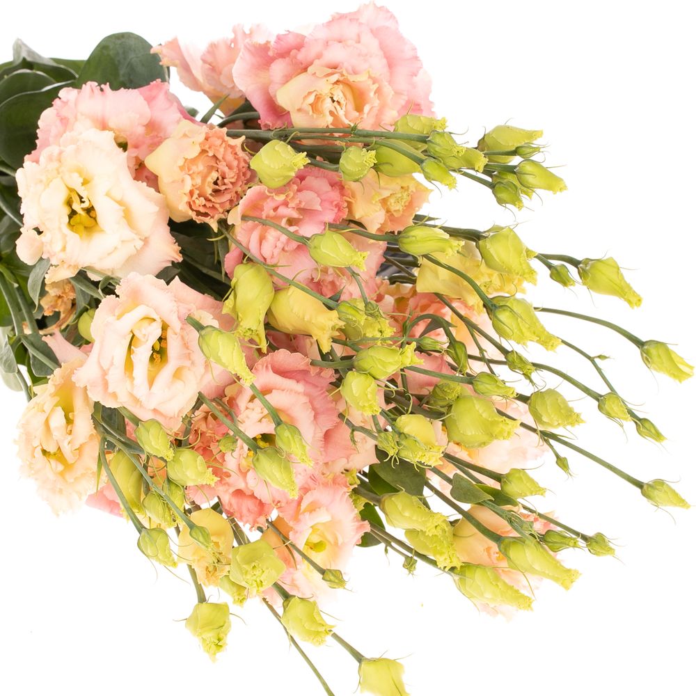 Lisianthus aprico Champange Waalzicht
