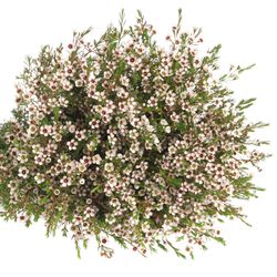 Wachsflower weiss Snowflake 50 Gramm 70cm