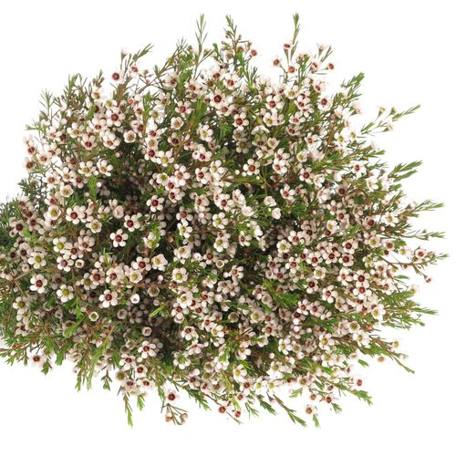 Wachsflower weiss Snowflake 50 Gramm 70cm