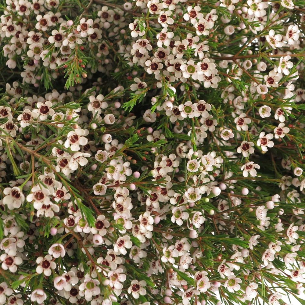 Wachsflower weiss Snowflake 50 Gramm 70cm