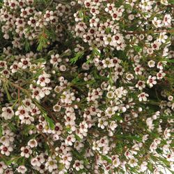 Wachsflower weiss Snowflake 50 Gramm 70cm