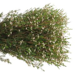 Wachsflower weiss Snowflake 50 Gramm 70cm