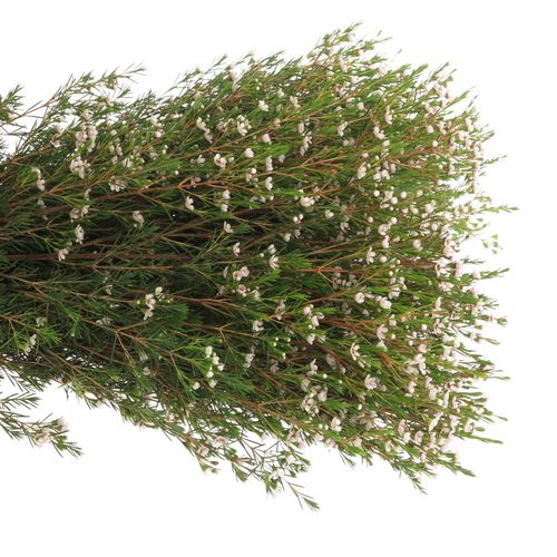 Wachsflower weiss Snowflake 50 Gramm 70cm