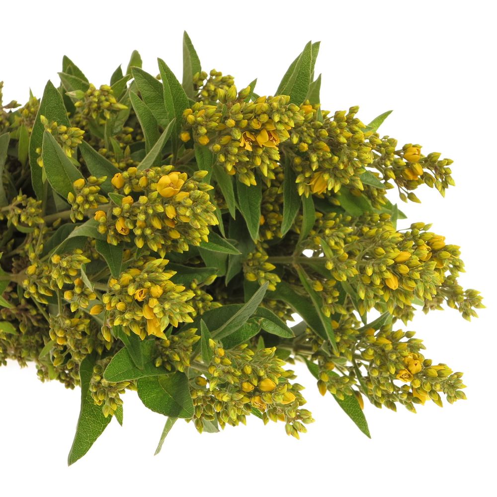 Lysemachia gelb Vulgaris 70cm