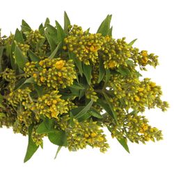 Lysemachia gelb Vulgaris 70cm
