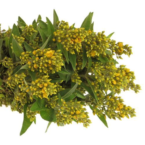 Lysemachia gelb Vulgaris 70cm