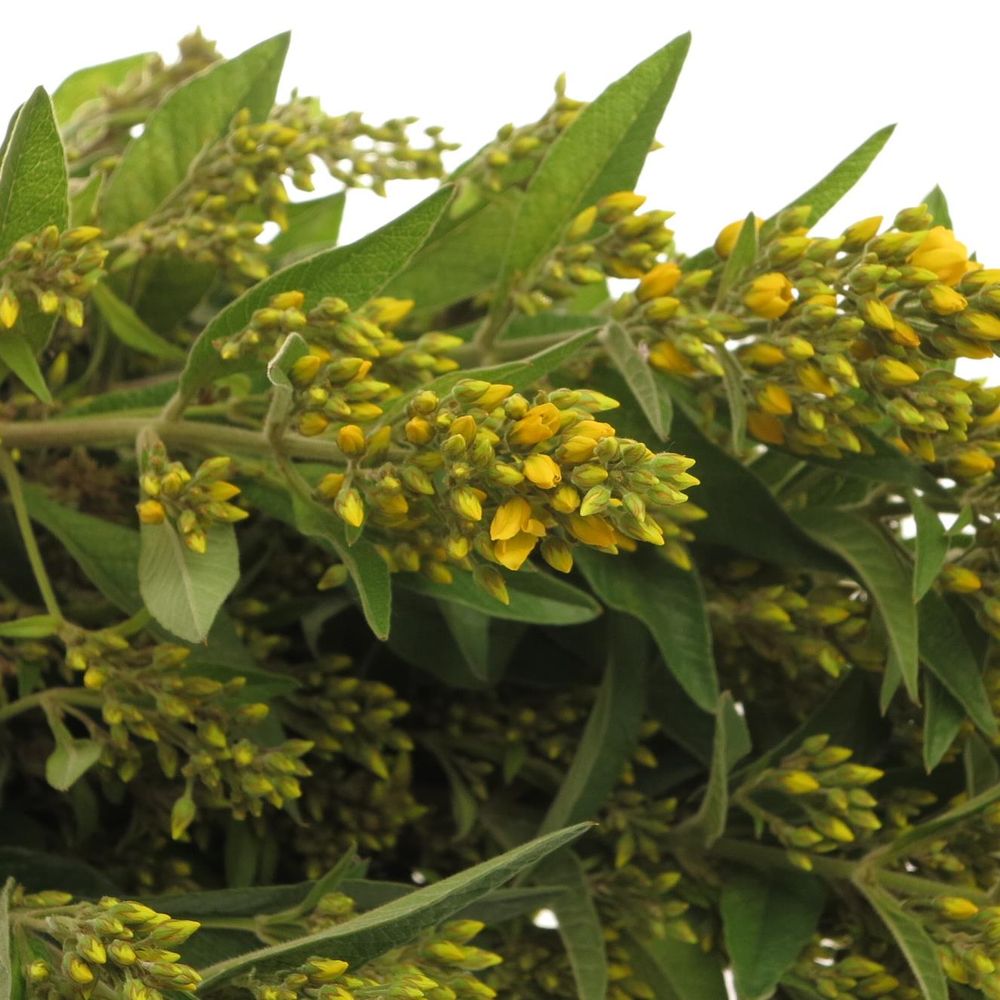 Lysemachia gelb Vulgaris 70cm