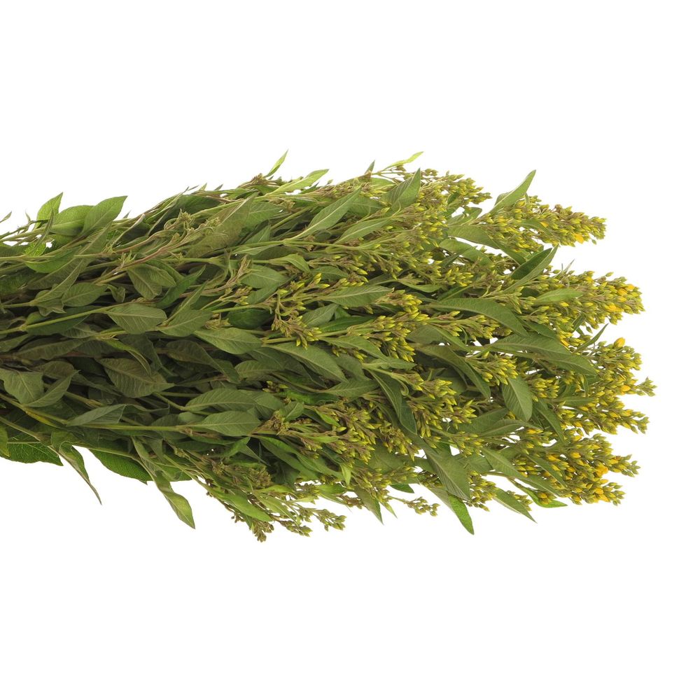 Lysemachia gelb Vulgaris 70cm