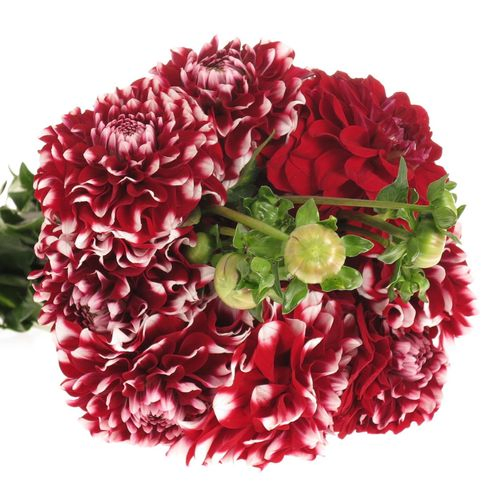 Dahlia rot/weiss 50cm