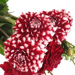 Dahlia rot/weiss 50cm