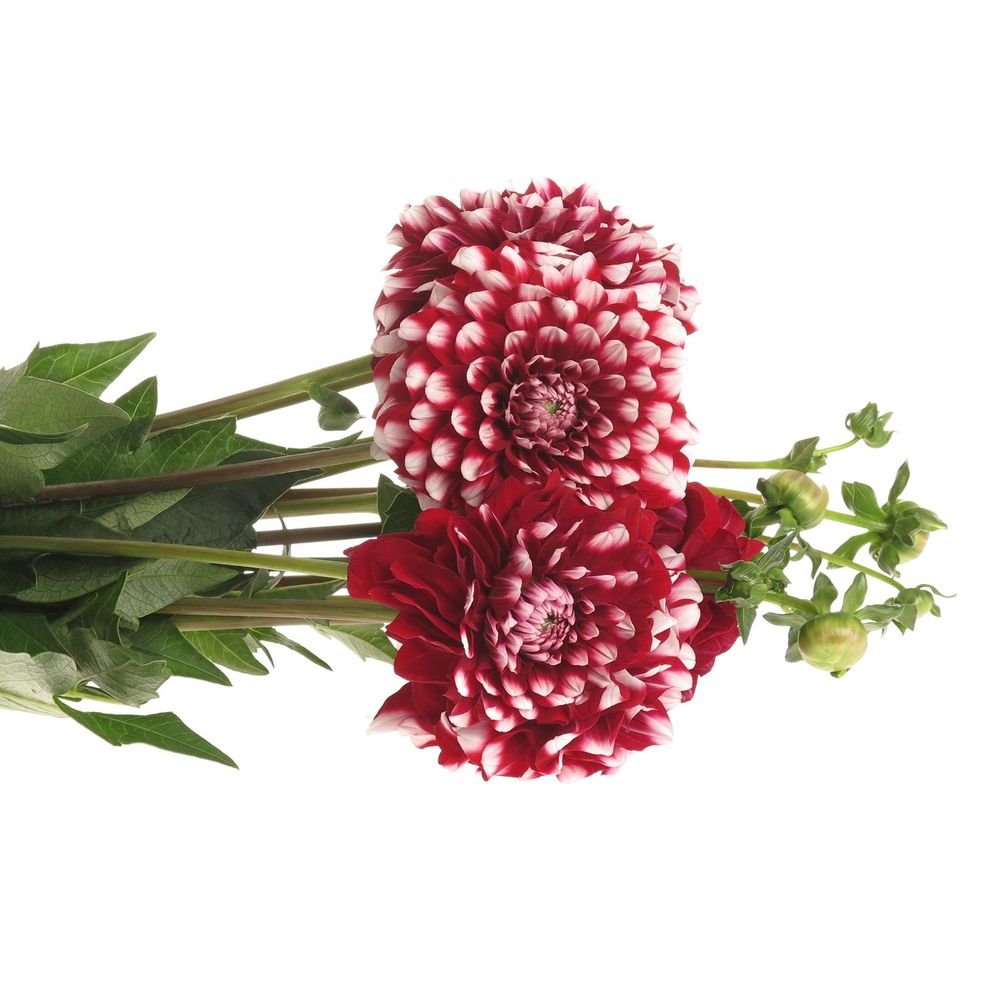 Dahlia rot/weiss 50cm