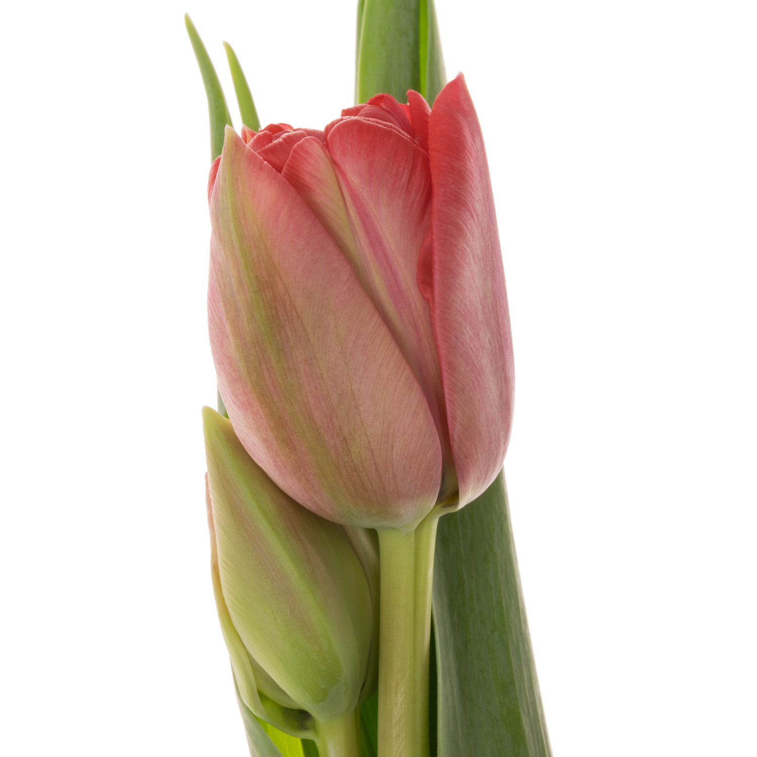 Tulpe rosa doppel Twist 40 Gramm