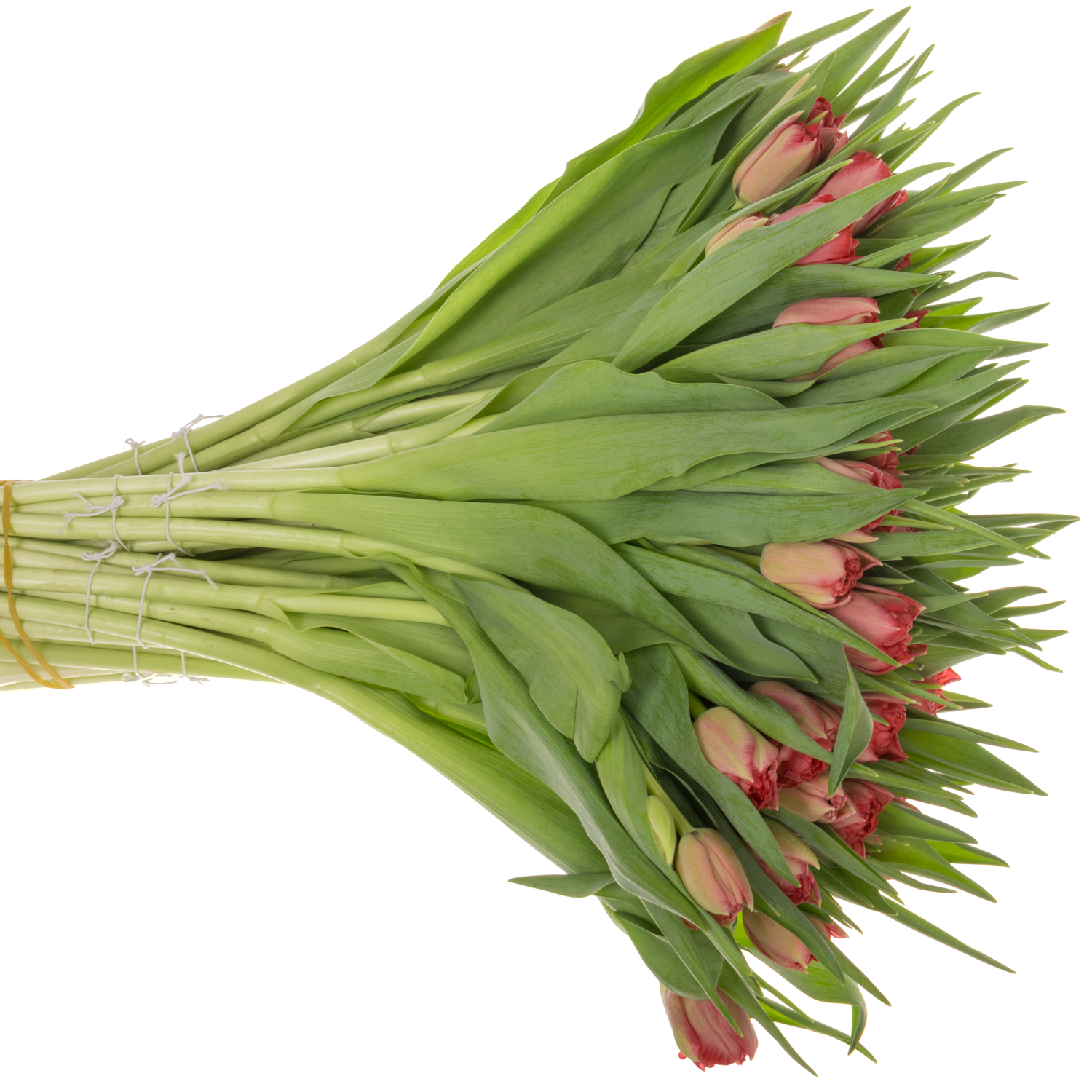 Tulpe rosa doppel Twist 40 Gramm