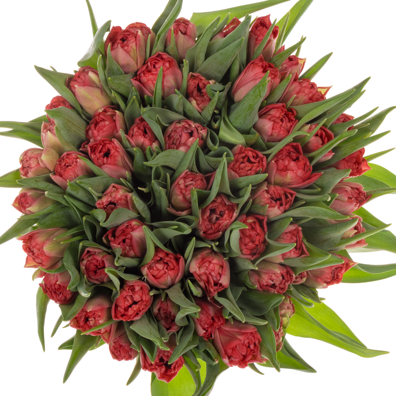 Tulpe rosa doppel Twist 40 Gramm