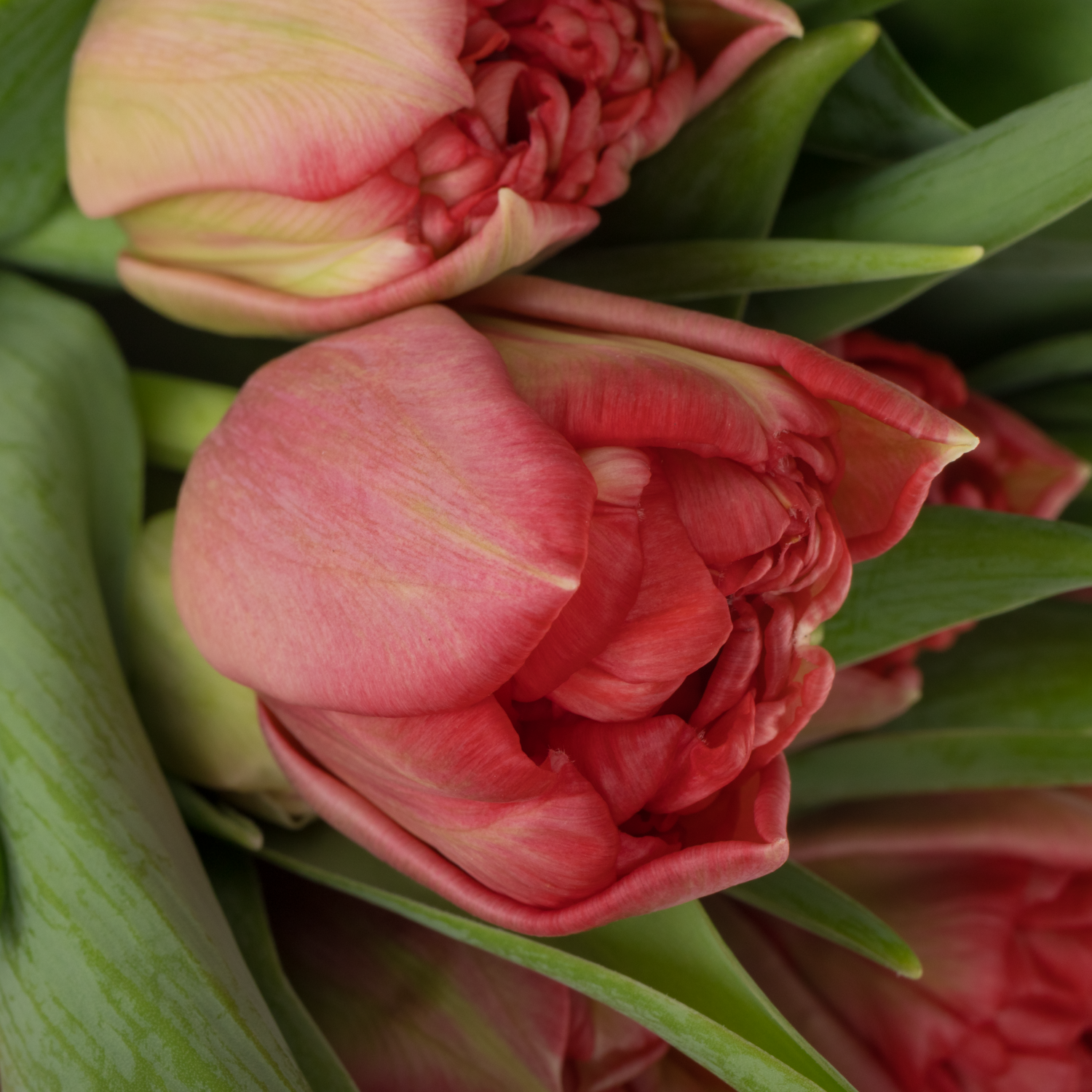 Tulpe rosa doppel Twist 40 Gramm