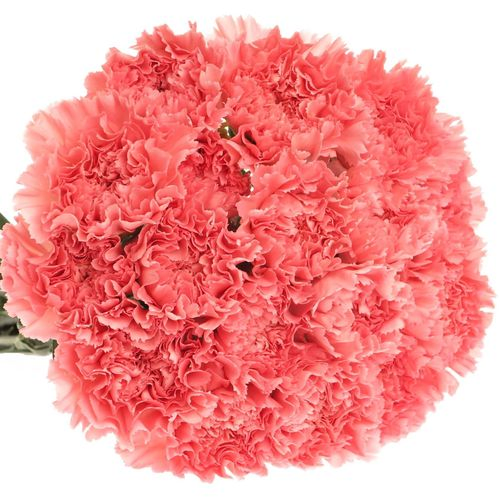 Nelke rosa Betsy 70cm